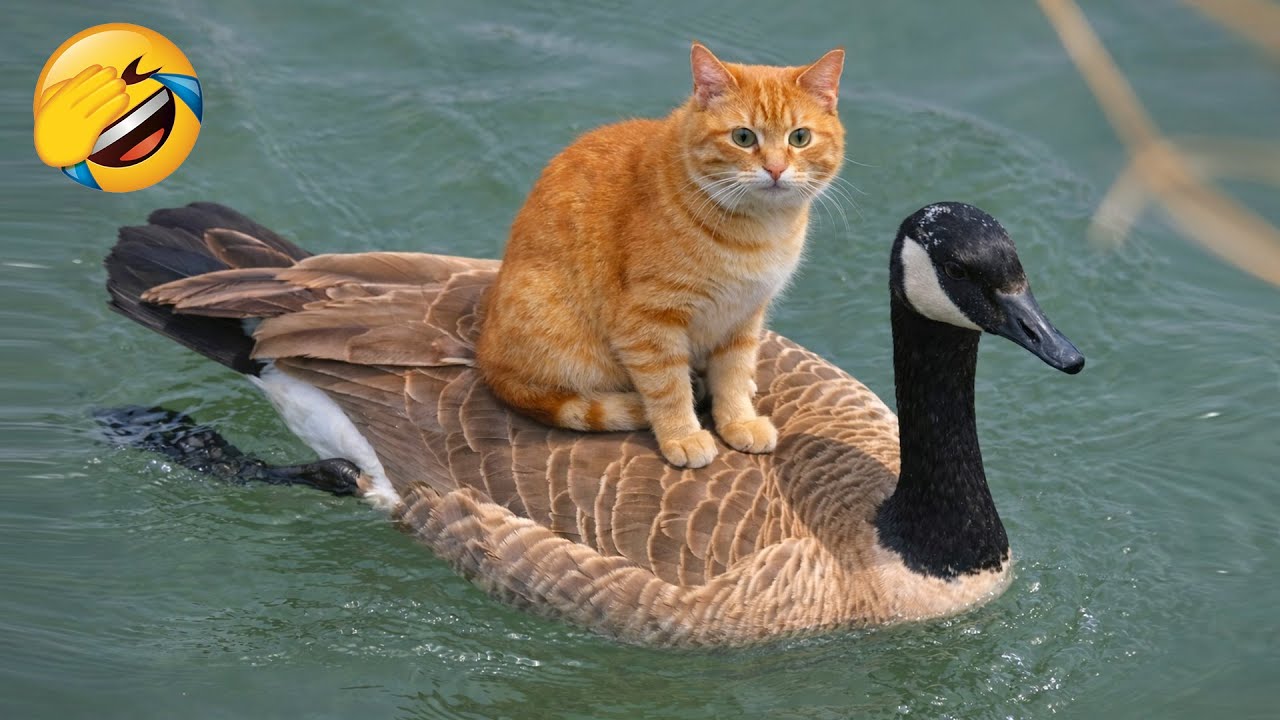 You Laugh You Lose 😹 Funniest Cats and Dogs 2026🤣 Part 7