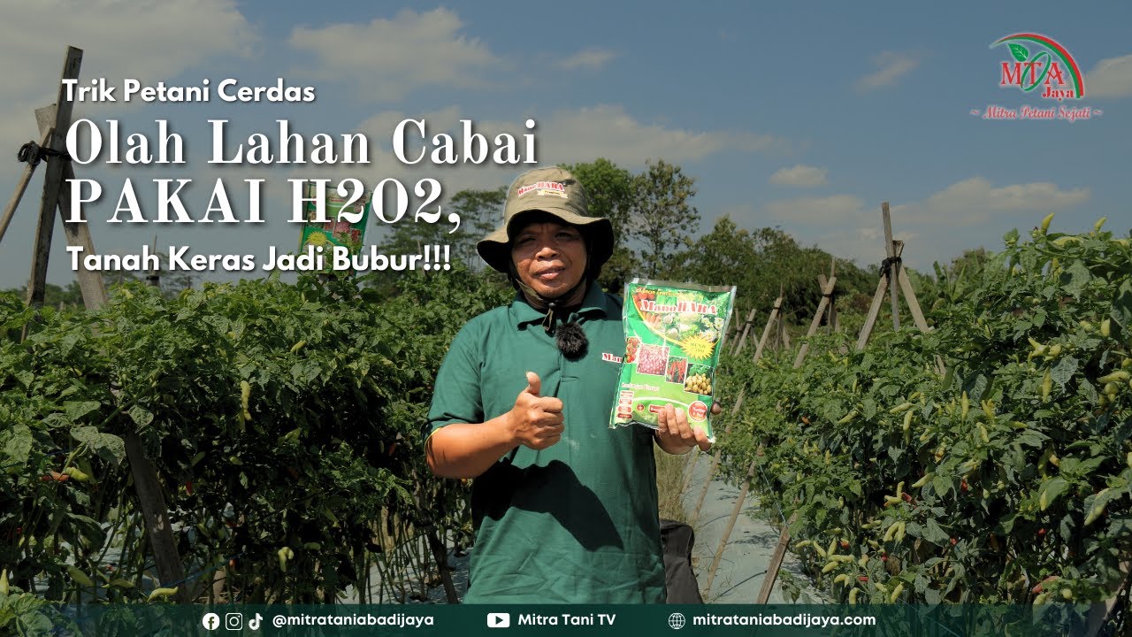 Trik Petani Cerdas Olah Lahan Cabai PAKAI H₂O₂, Tanah Keras Jadi Bubur!!!