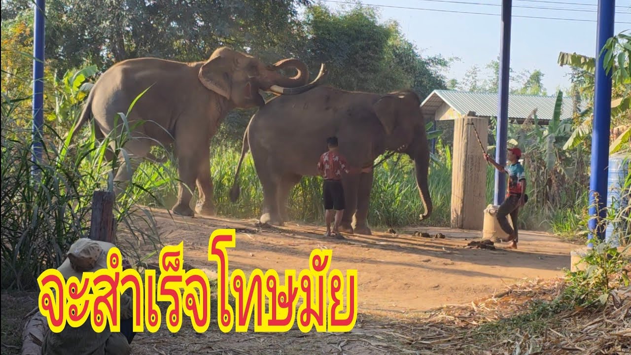 พี่ทองมีสาวมาหาจะสำเร็จโทษไหม🐘‼️