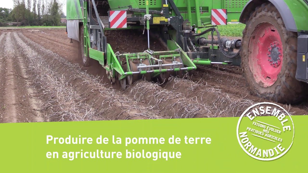 Produire de la pomme de terre en agriculture biologique
