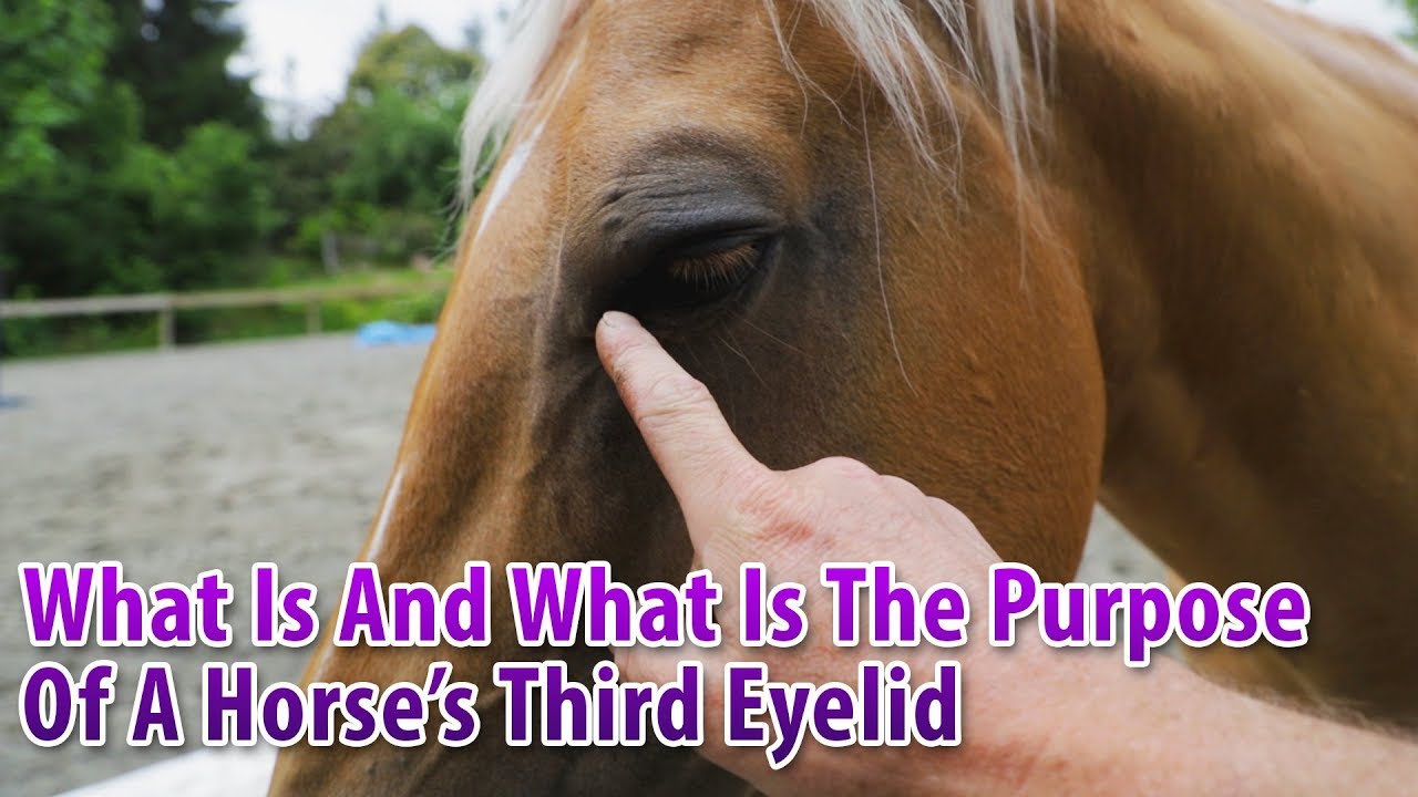 What Is And What Is The Purpose Of A Horse's Third Eyelid