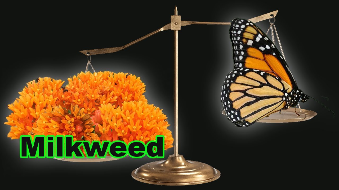 Milkweed - More Than Monarchs!