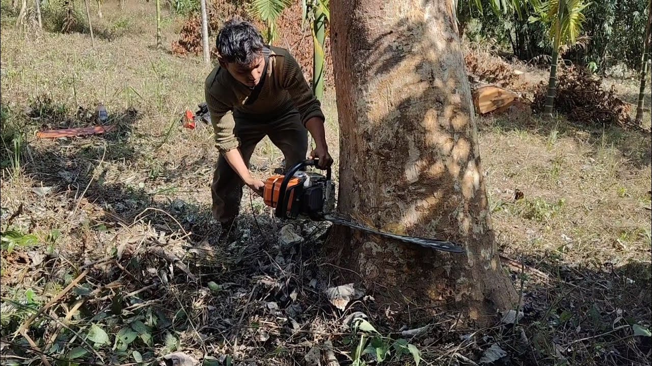 Stihl ms382 chainsaw best felling down cutting skills
