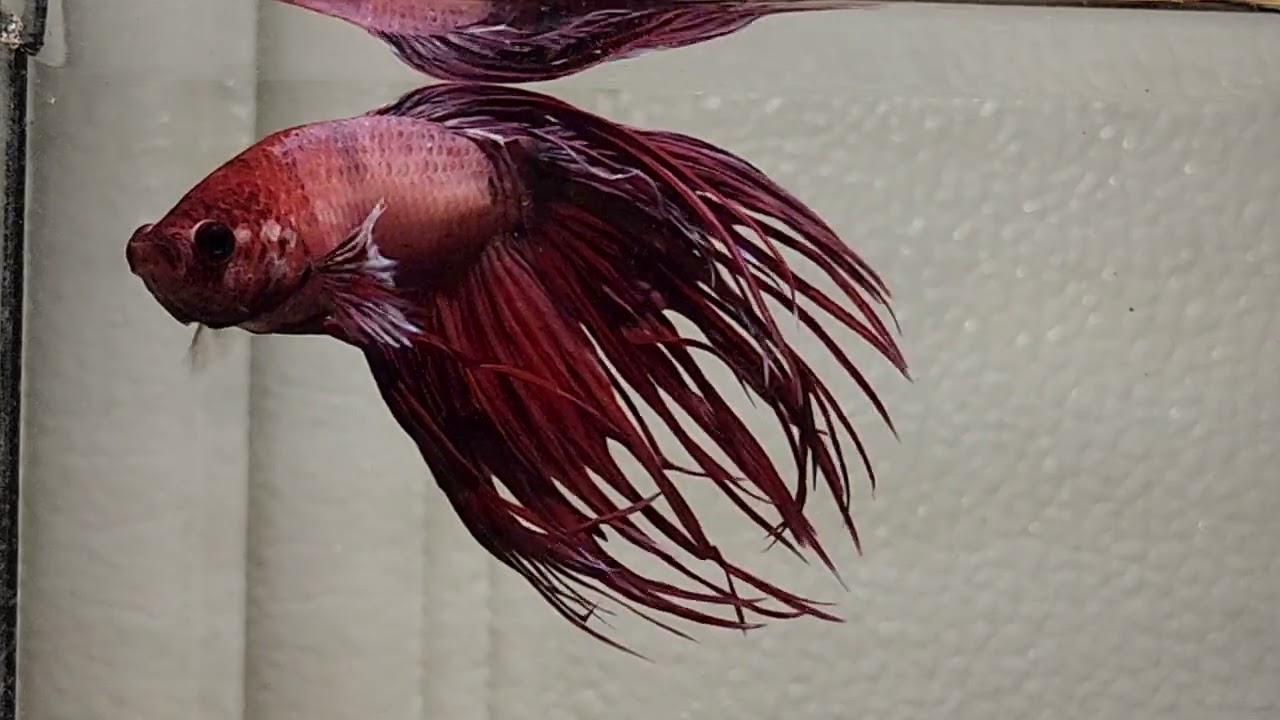 Why Betta Fish Is the Ultimate Aquarium Star