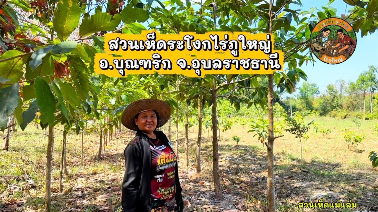มาเบิ่งสวนเห็ดหน้าแล้งพี่น้อง เกือบบ่หดน้ำ