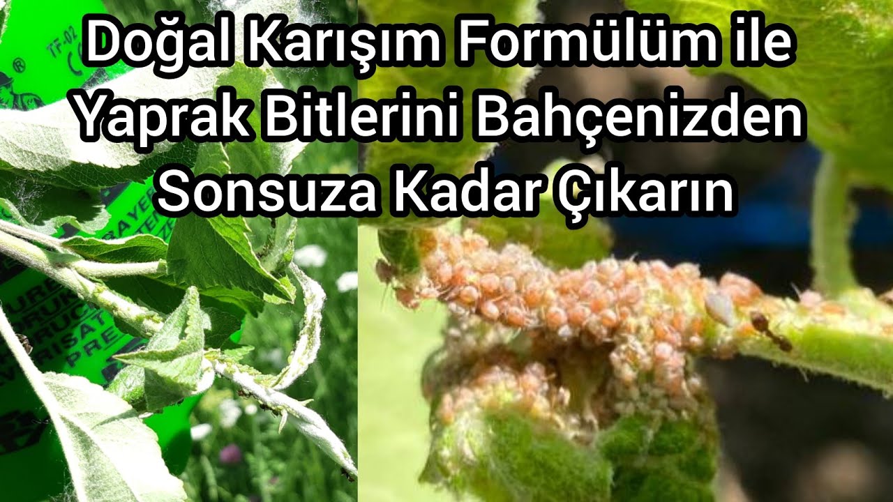 Yaprak Bitlerine Bah&ccedil;enizden Sonsuz Kadar &Ccedil;ıkarın Doğal form&uuml;l&uuml;mle 🐞 Yaprak Bitine kesin &Ccedil;&ouml;z&uuml;m Yolu