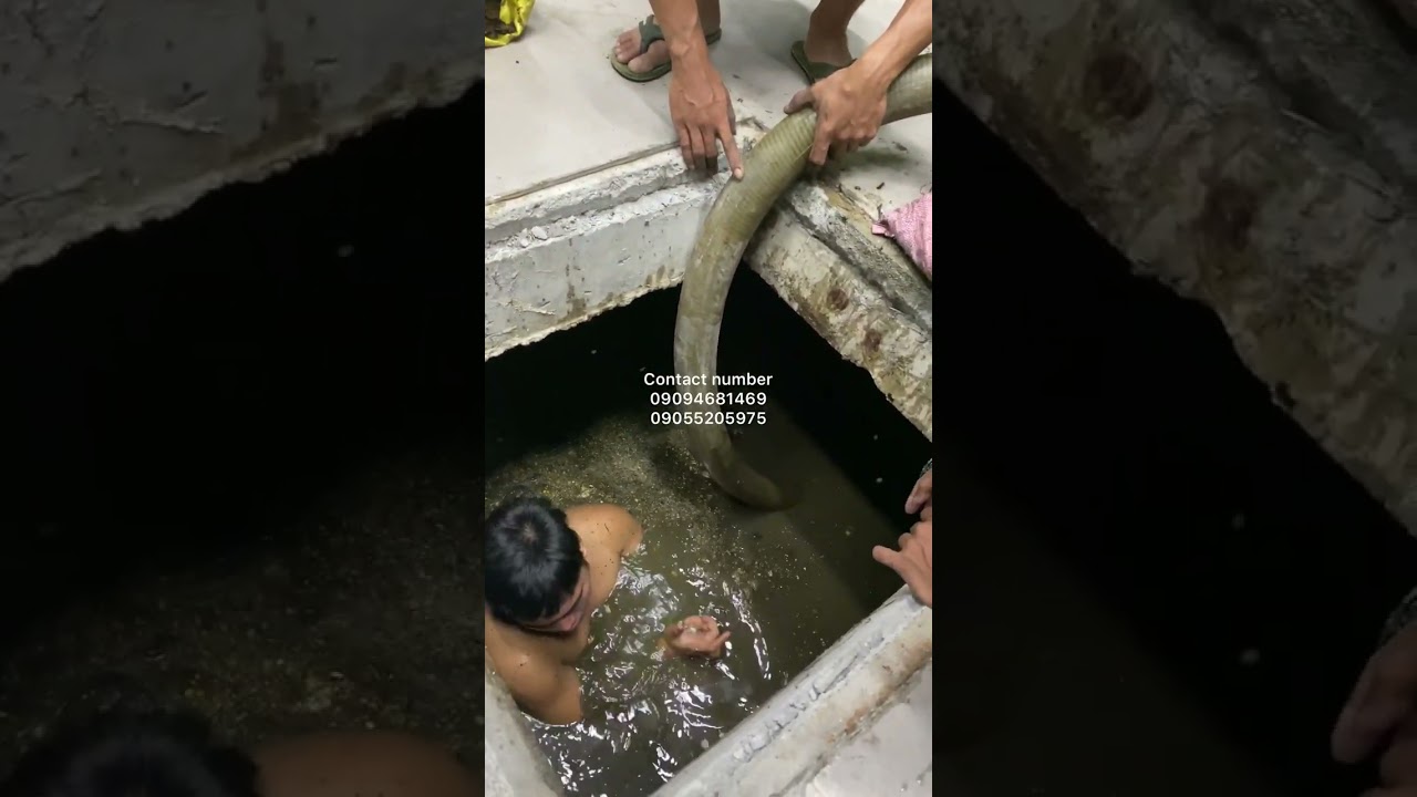 Siphoning and manual cleaning septic tank