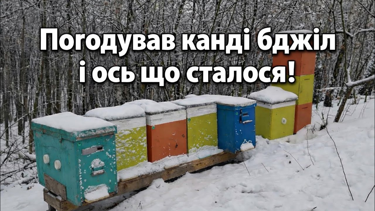 Погодував канді  бджіл і ось що сталося!