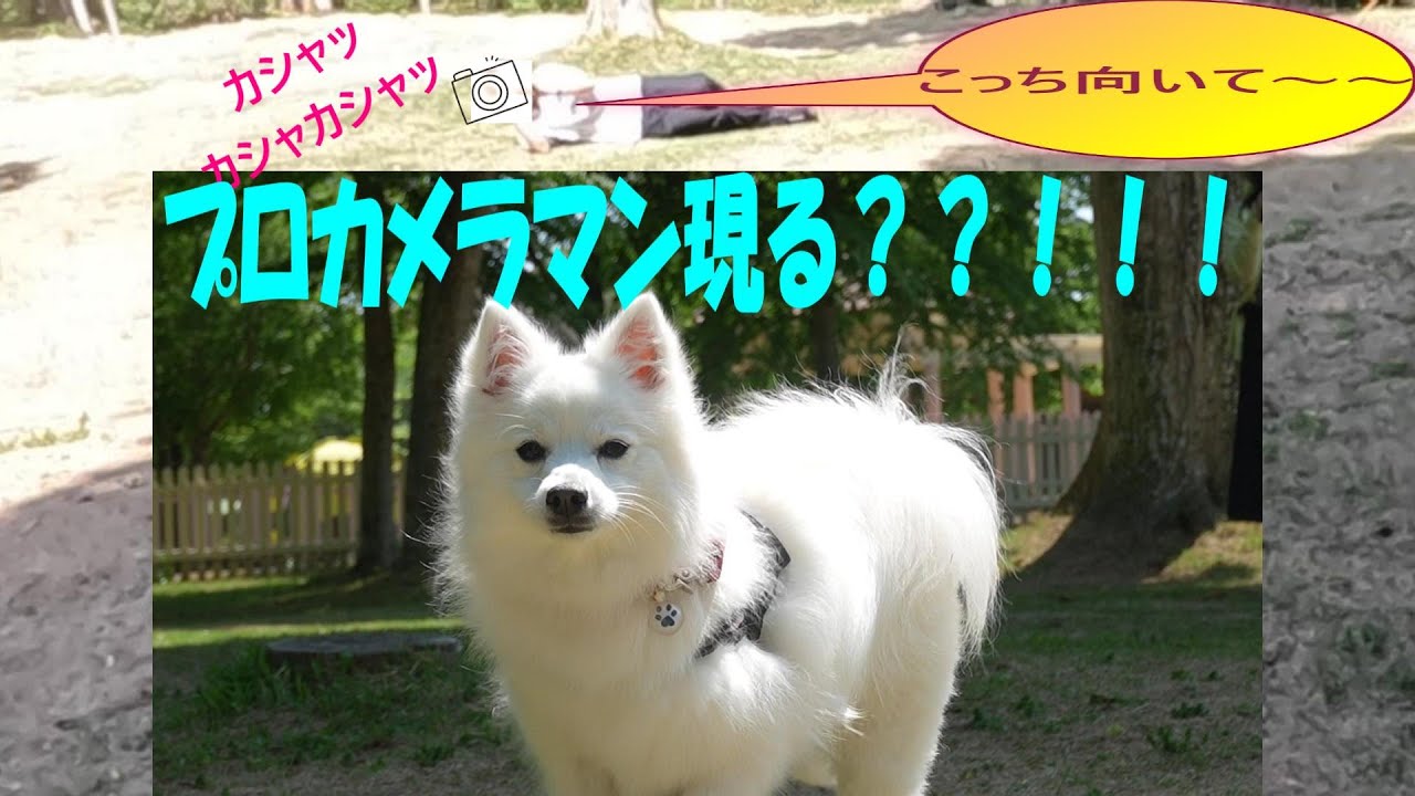 【日本スピッツ】GWにお出かけしたよ！ドギーズアイランド編#1