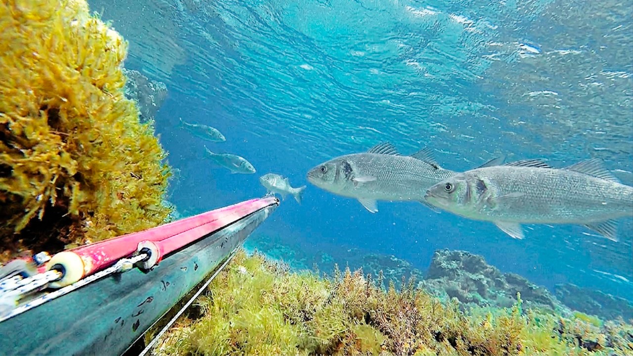 Pesca Submarina AL ACECHO en POCA AGUA &iexcl;Est&aacute;n las LUBINAS y DORADAS! (Y mucho mas, petao de pescao)
