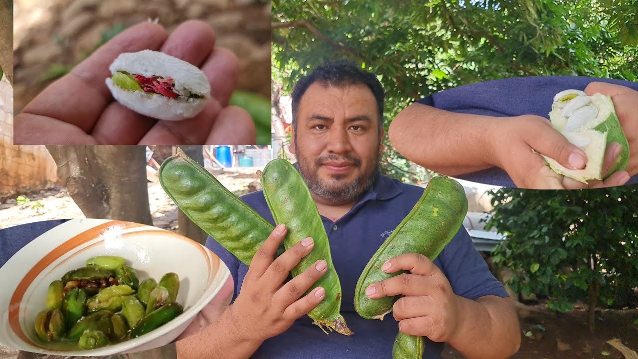que tan buena es??paterna fruta tropica/Guatemala