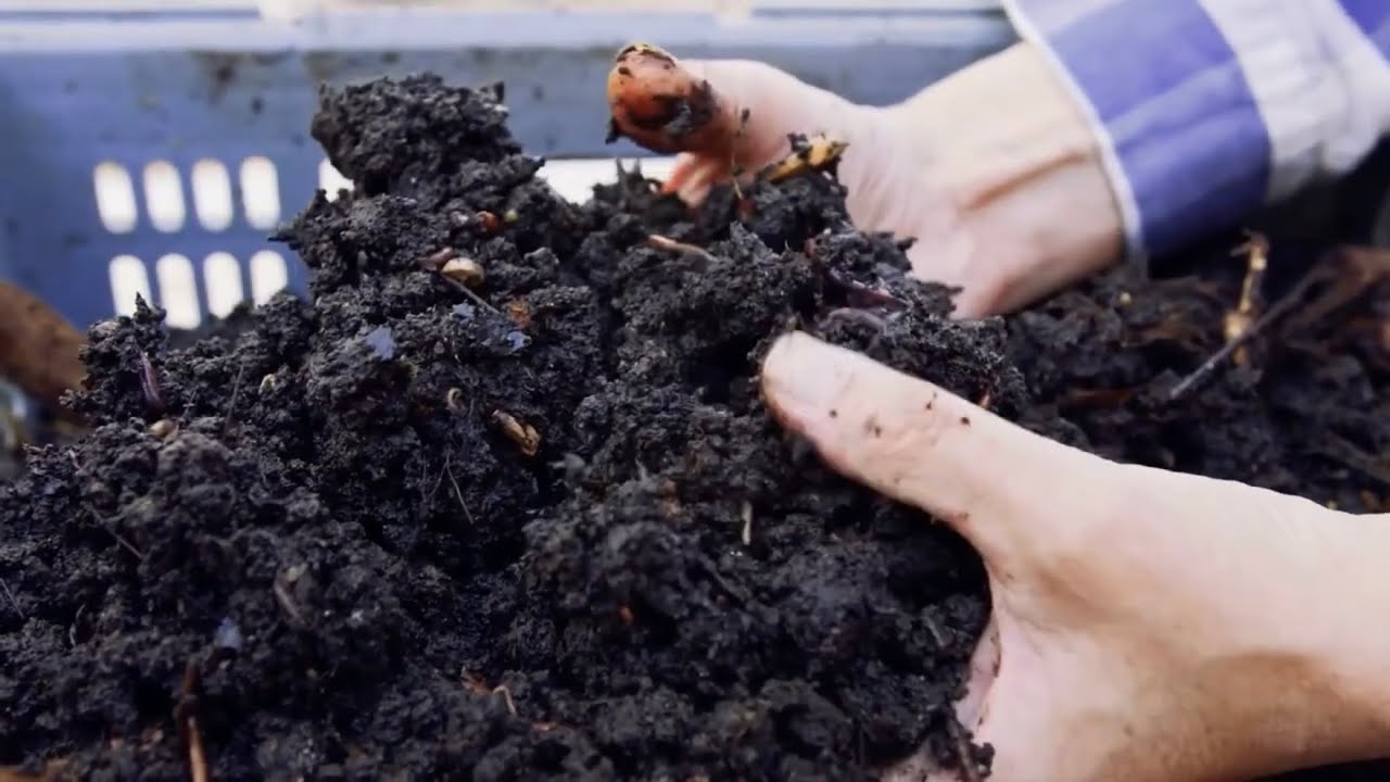 Bonsai Soil: Organic vs Inorganic