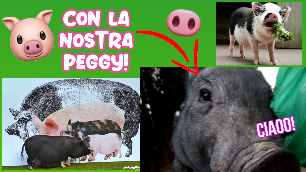 🐷MAIALINI NANI🐷: TUTTO QUELLO CHE C'E' DA SAPERE (+Peggy)
