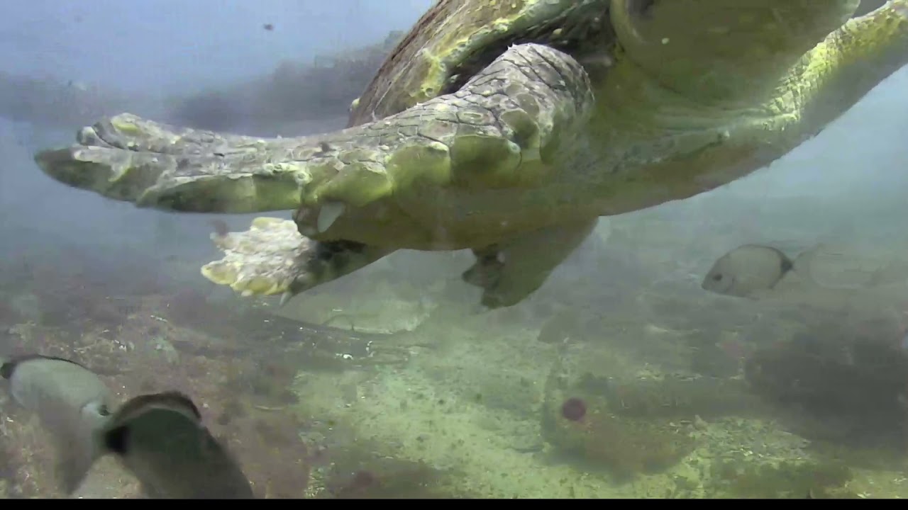 loggerhead sea turtle foraging Caretta caretta 2021 06 14 1628EDT CamOp Kwaahu