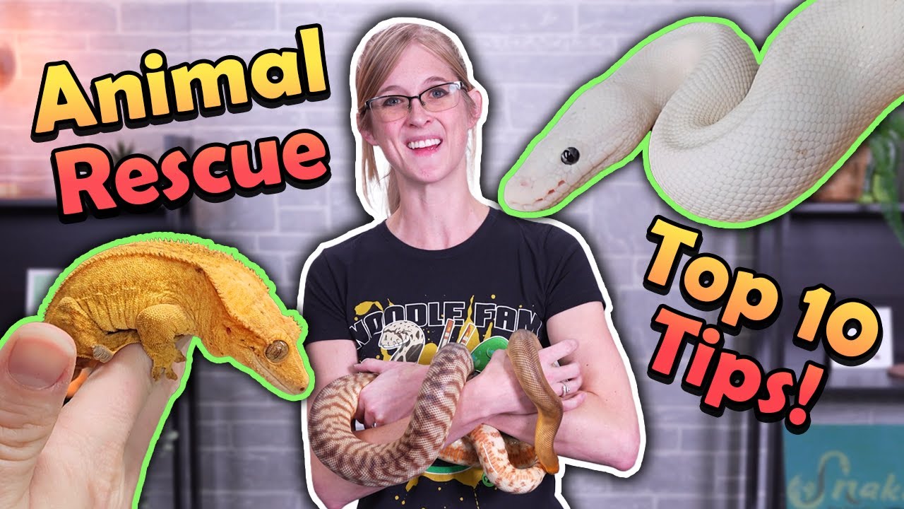 10 Tips for Running a Reptile Rescue!