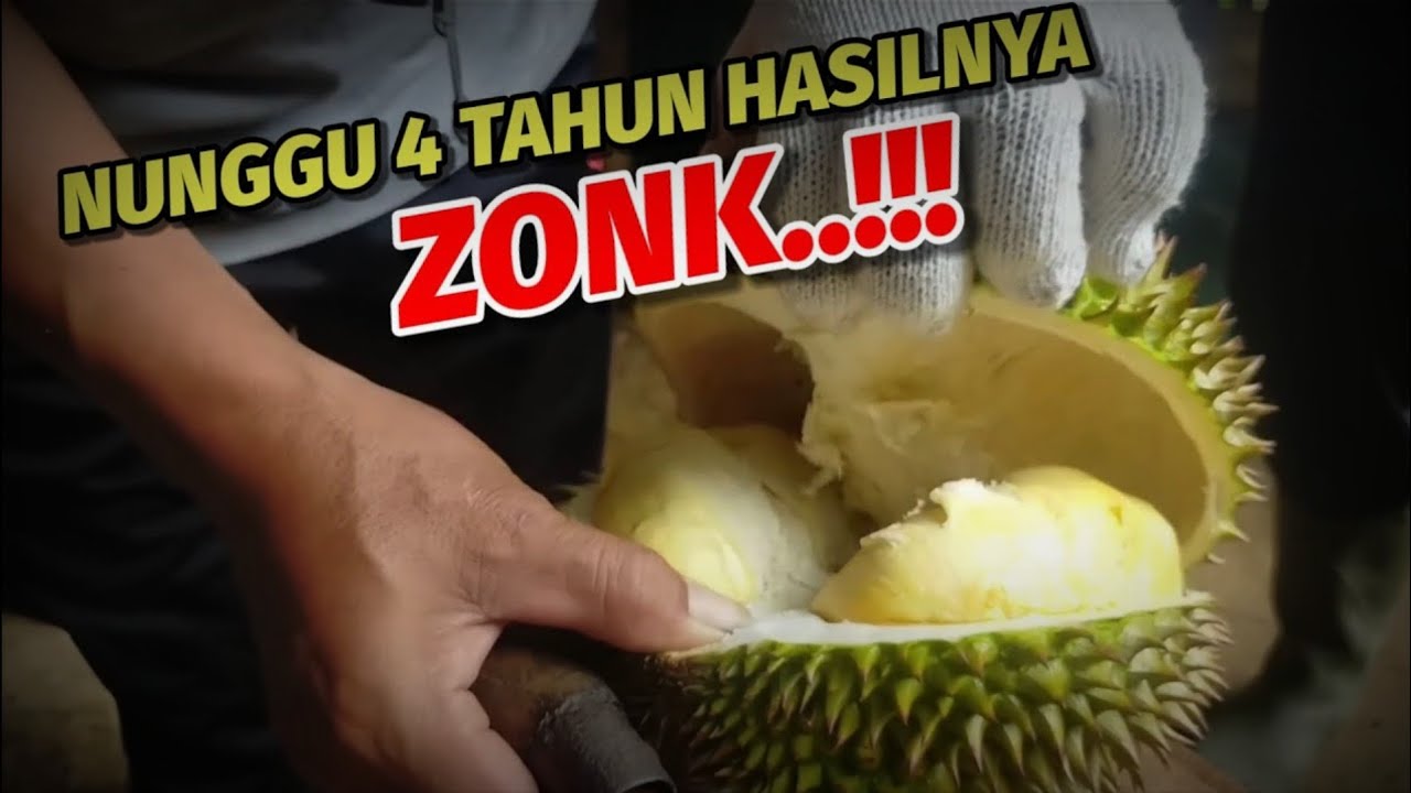 Durian Super Tembaga tidak sesuai di youtube, petani kecewa.