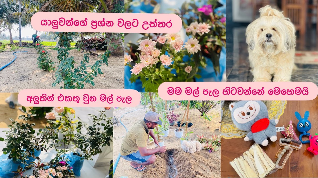 අලුතින් එකතු වුන මල් පැල🌹🌸මම පැල හිටවන්නේ මෙහෙමයි🏡යාලුවන්ගේ ප්‍රශ්න වලට උත්තර❤️