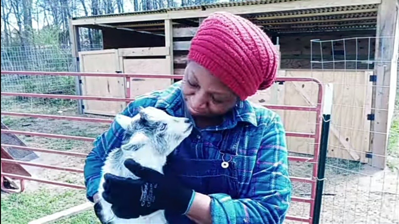 How RAISING ROOSTERS Will Help In The LONG RUN!