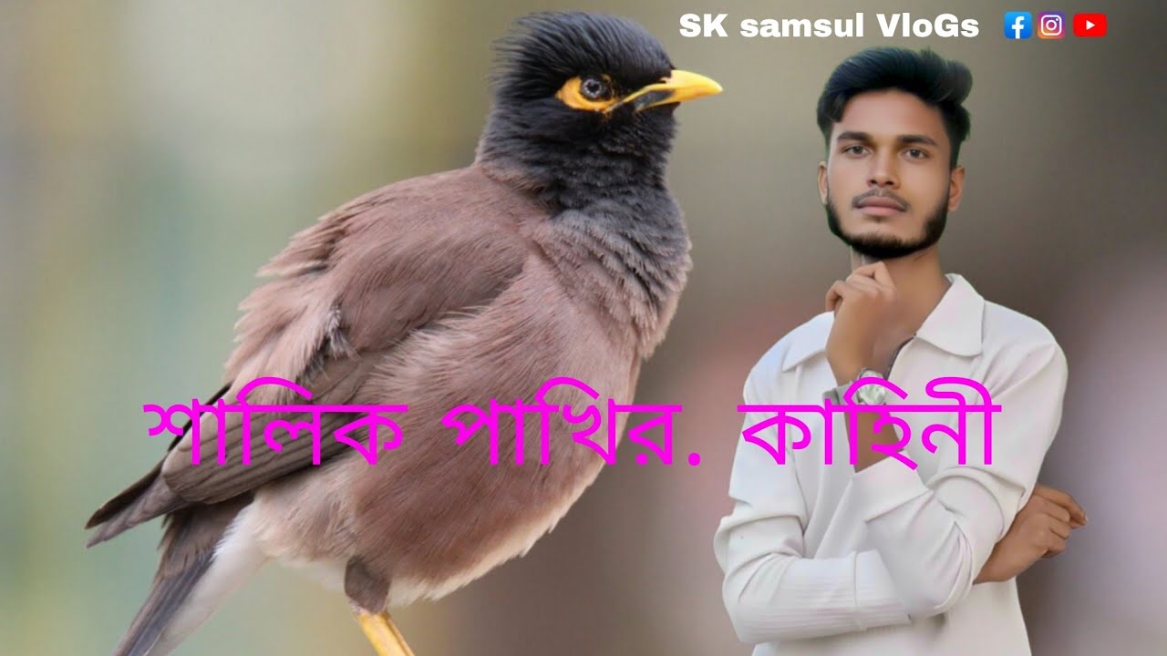 শালিক পাখির. কাহিনী.#canning
