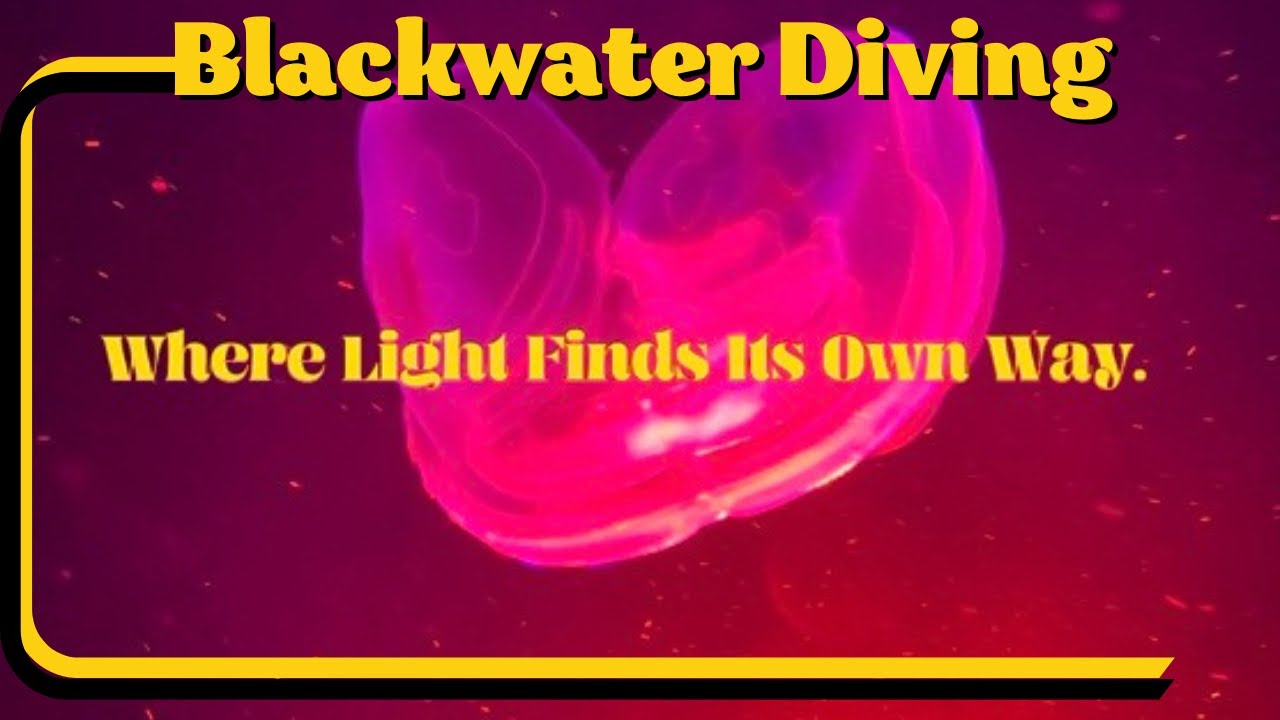 Strange & Beautiful: Blackwater Creatures | Ambient Ocean Video