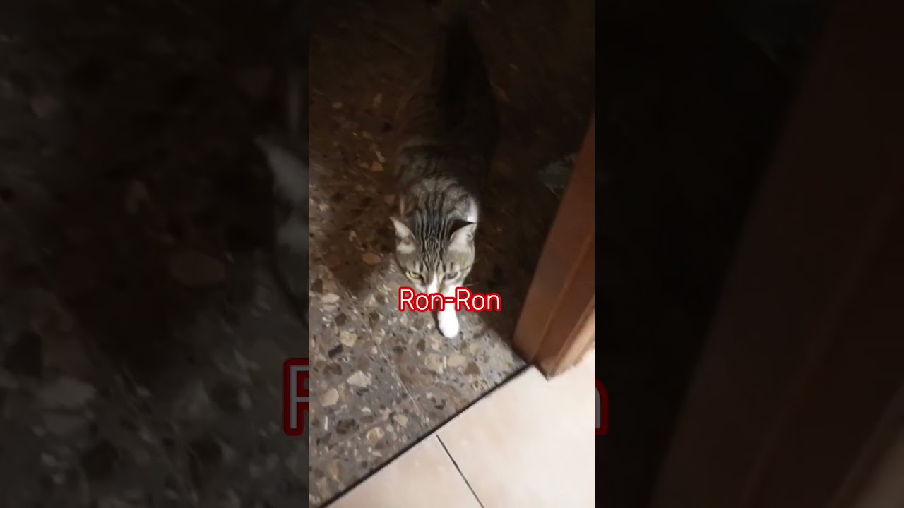 Одинокий Рон-Рон 😺😻