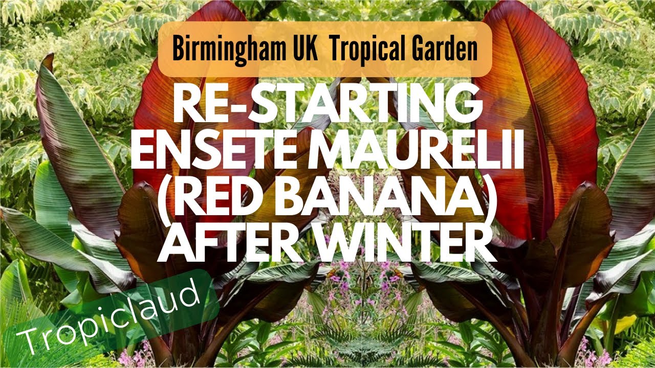 UK Tropical Garden: Re-starting Ensete Maurelii (Red Abyssinian Banana) after Overwintering