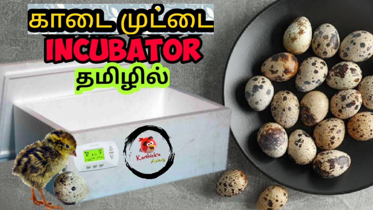 Kaadai incubator making in tamil| Incubator for quails