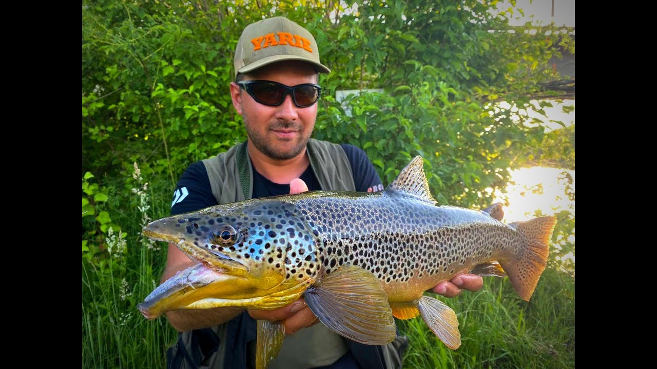 Пъстървите са полудели. The trout are crazy.
