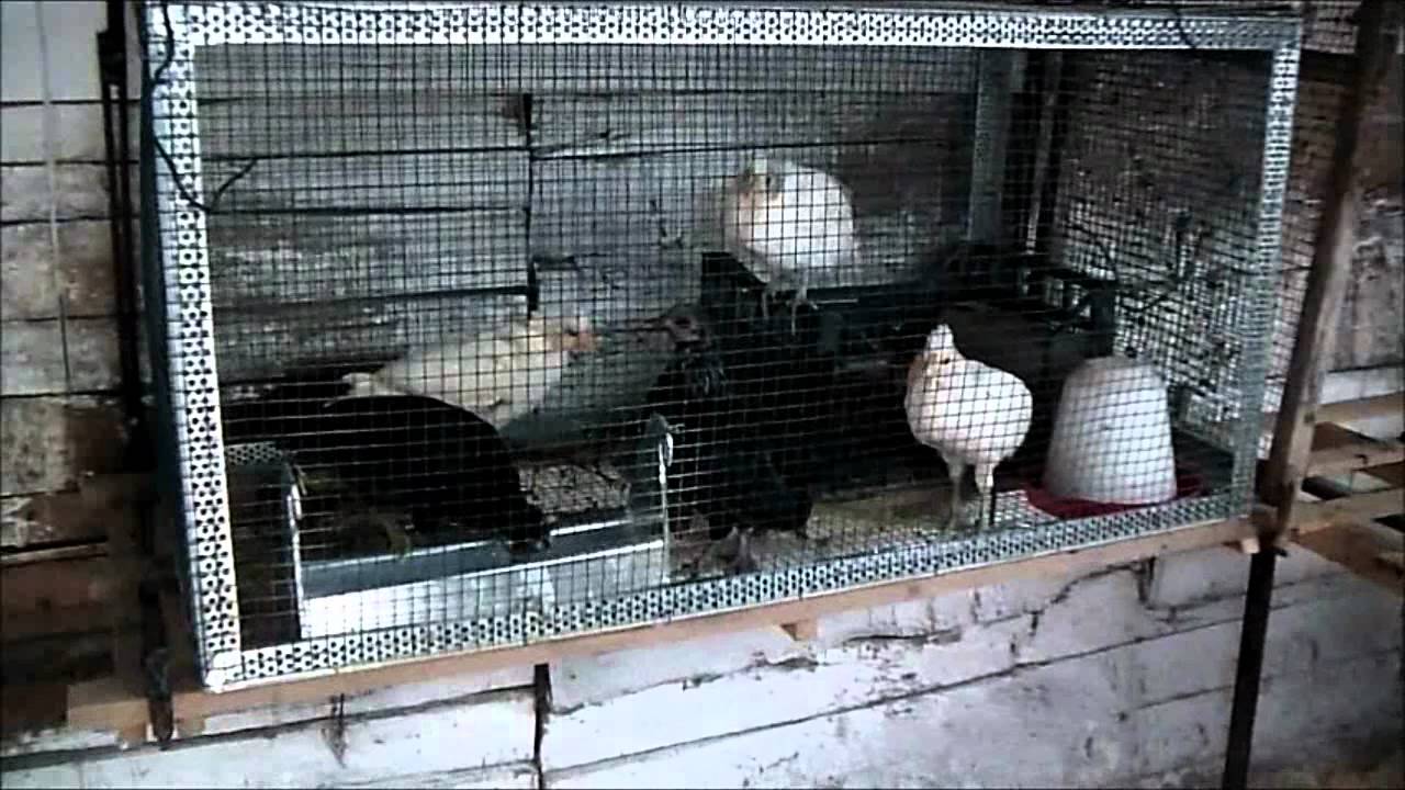 Il mio pollaio, autunno 2011  - Avicoltura e Pollaio