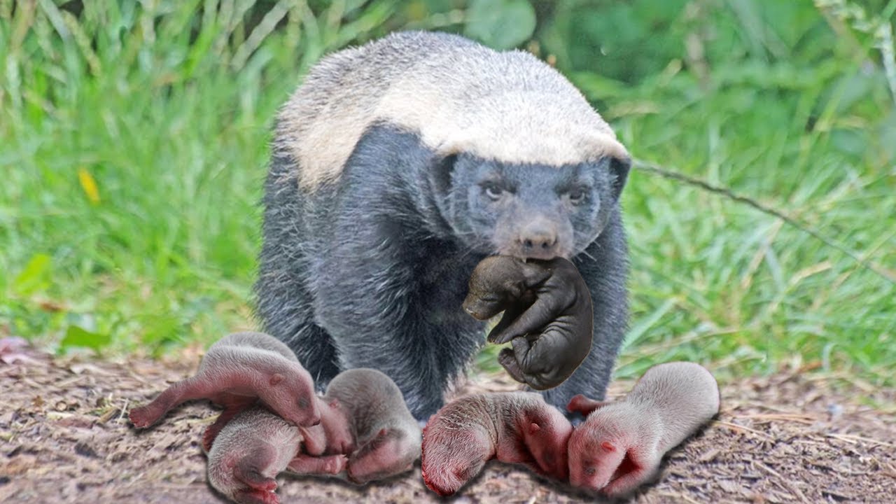 How Mother Honey Badger Giving Birth To Cute Babies