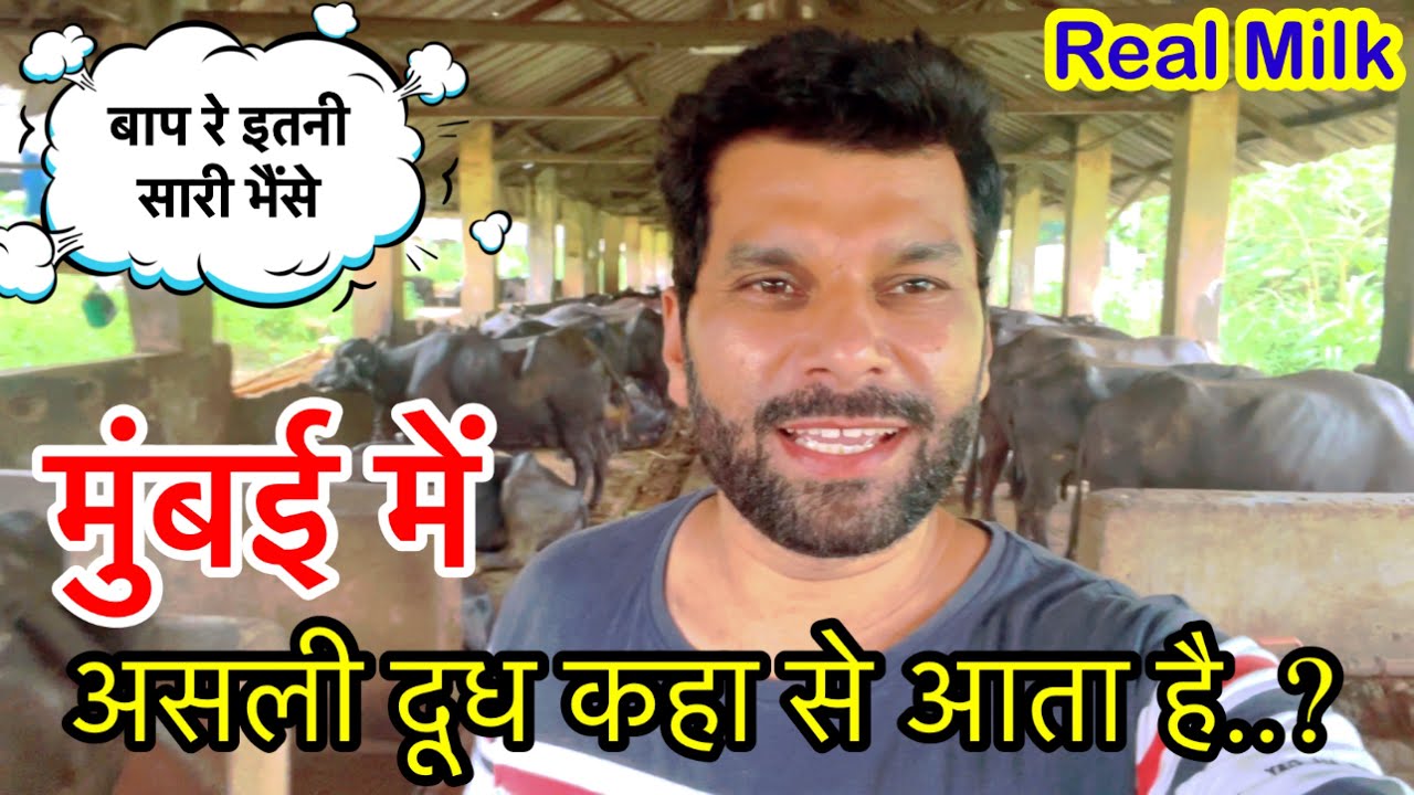 Real Milk in Mumbai | मुंबई में असली दूध कहा से आता है..?