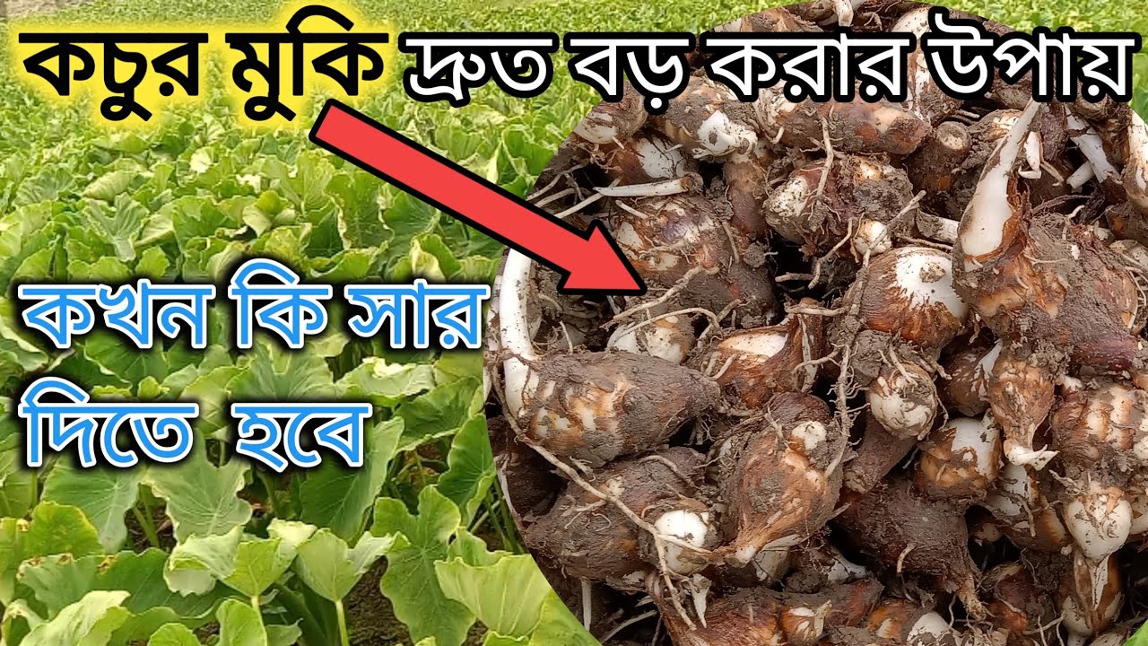 কচুর মুকি  বড় করার উপায়। কি কি সার, কখন দিবেন। মুকি কচু চাষ পদ্ধতি। কচু চাষ।