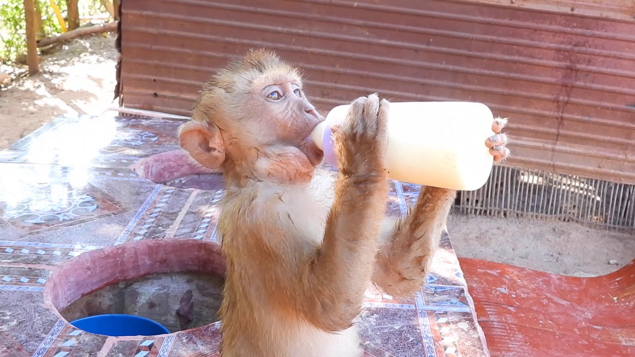 How Huge Milk Aba Need with Lori & Lucas only Stare on With Hungry, Baby Can't Stop Drink