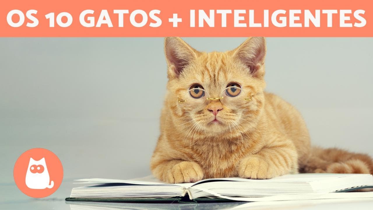 AS RAÇAS DE GATOS MAIS INTELIGENTES do mundo 🐱💡