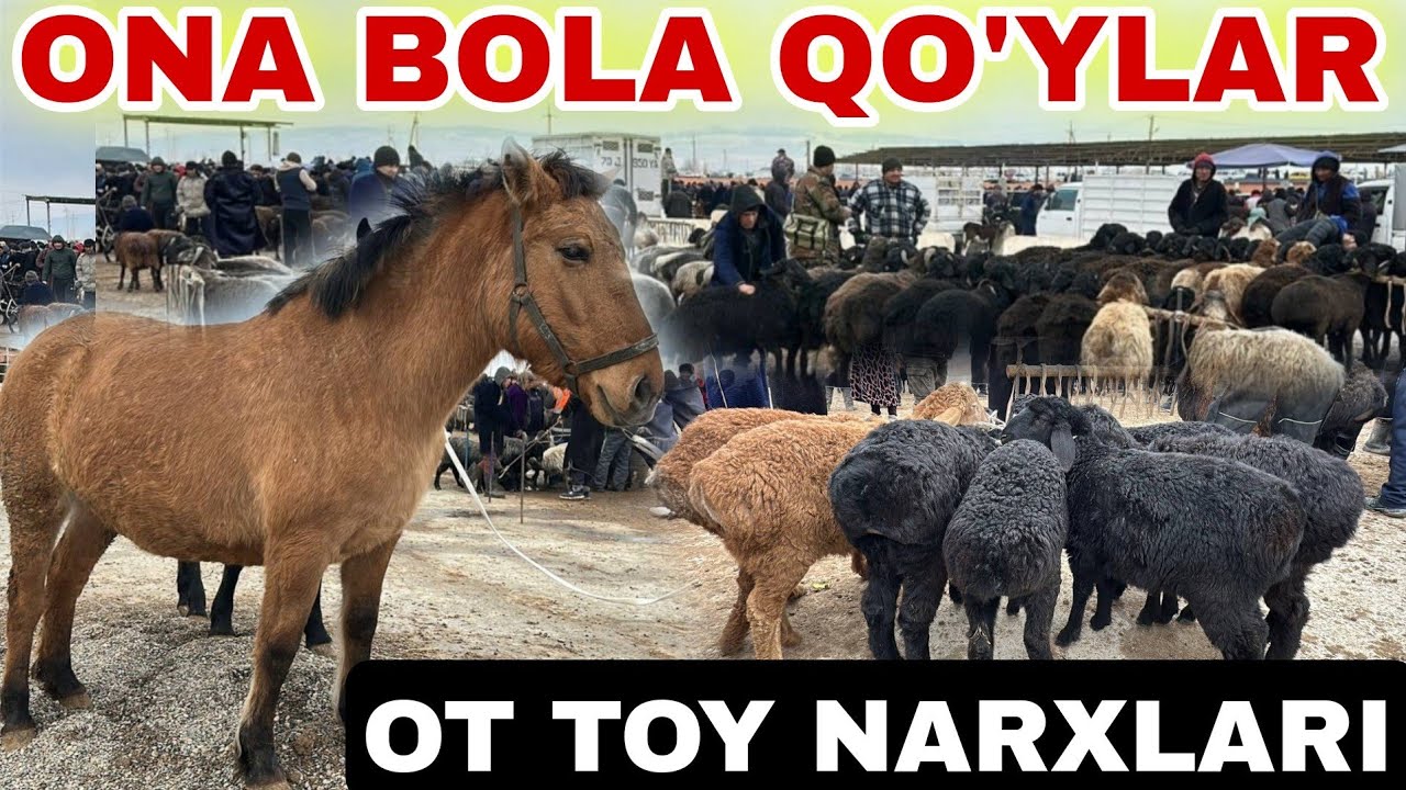 QO'Y QO'ZI QO'CHQOR OTLAR NARXLARI MUZRABOT ZANG MOLBOZORI 
