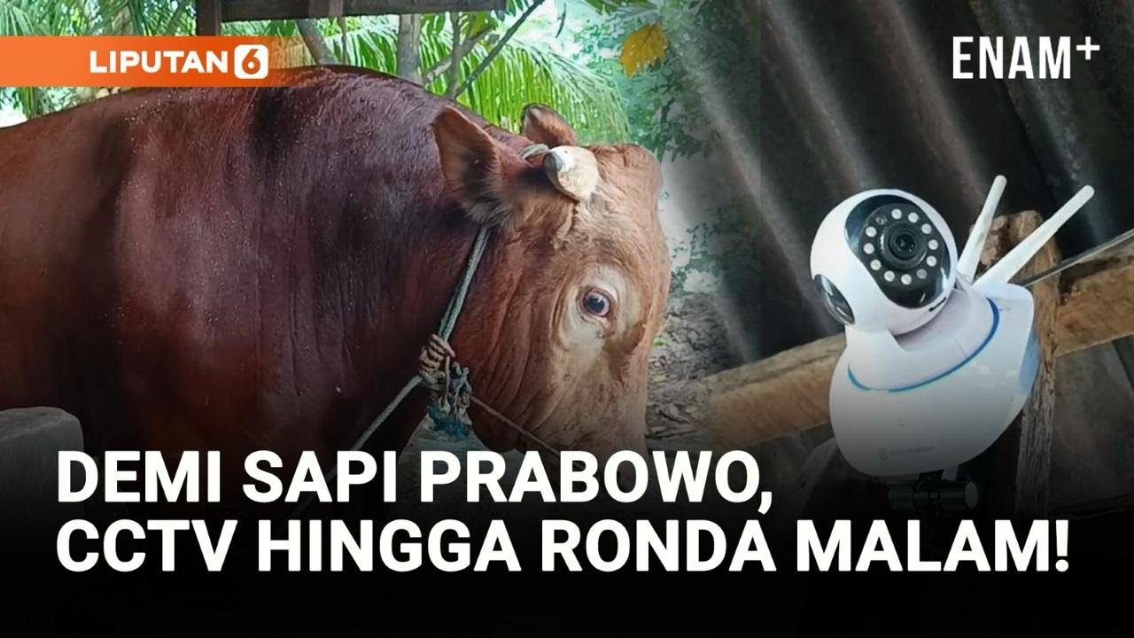 Sapi Kurban Prabowo Dijaga Ketat, CCTV Hingga Ronda Malam! | Liputan6