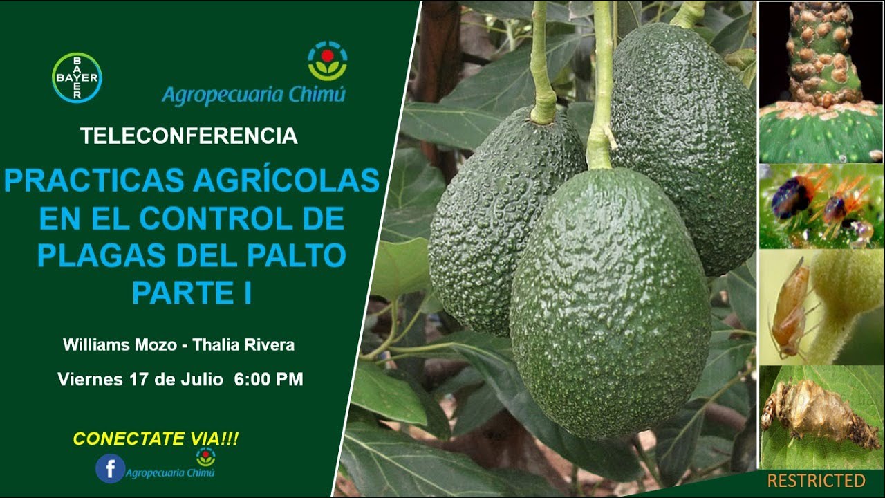Control de Lepidóperos y Ácaros en Cultivo de Palto