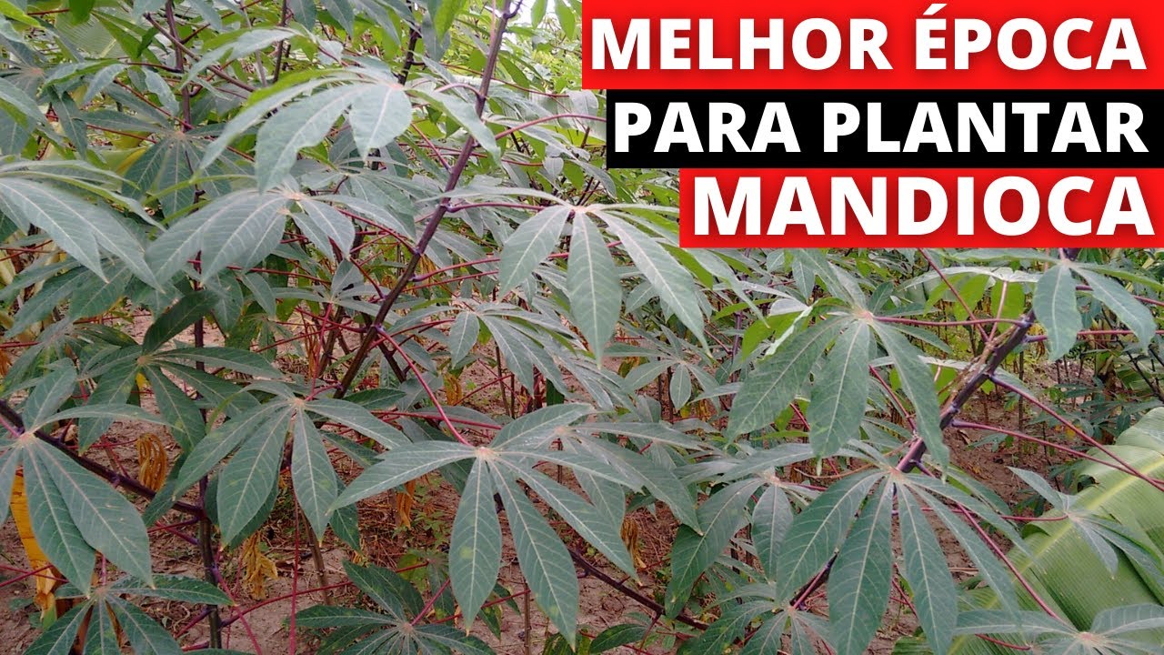 Qual &eacute; a melhor &eacute;poca para plantar mandioca