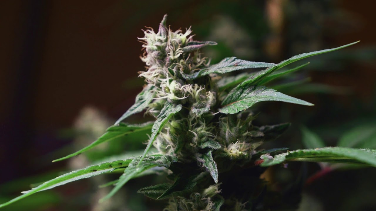 Product Feature Cherry Abacus&trade; by Diesel Hemp&trade;