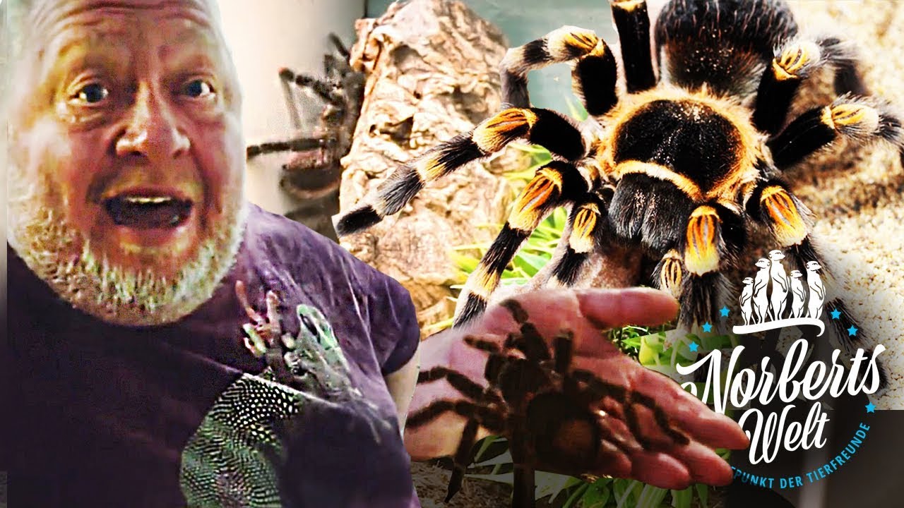 Riesige VOGELSPINNE! (36cm!) | Sind sie wirklich t&ouml;dlich? | NORBERTS WELT | Zoo Zajac
