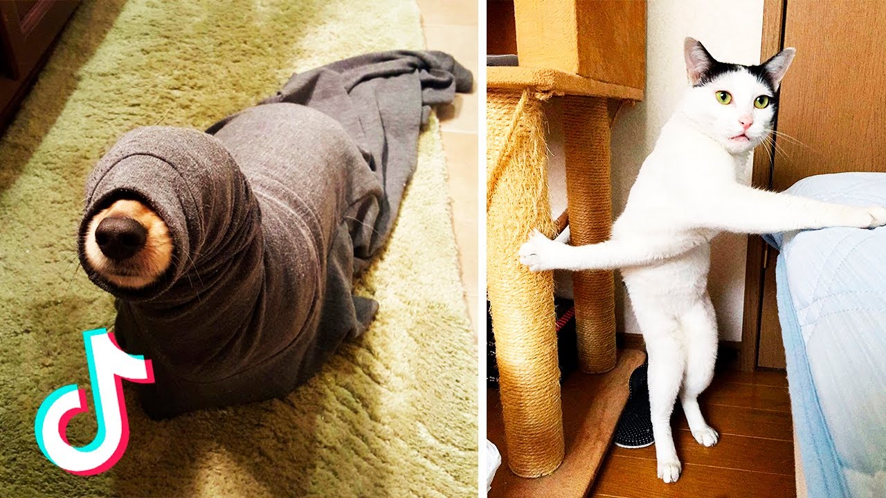 Having a Bad Day? Watch These  Funny Pets To Make your Day Much Better 😂