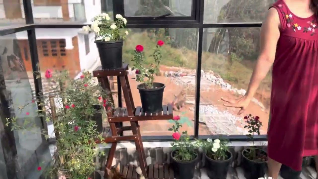My Rose Garden Anu Josaph daily home #cat #dog #fish #rose