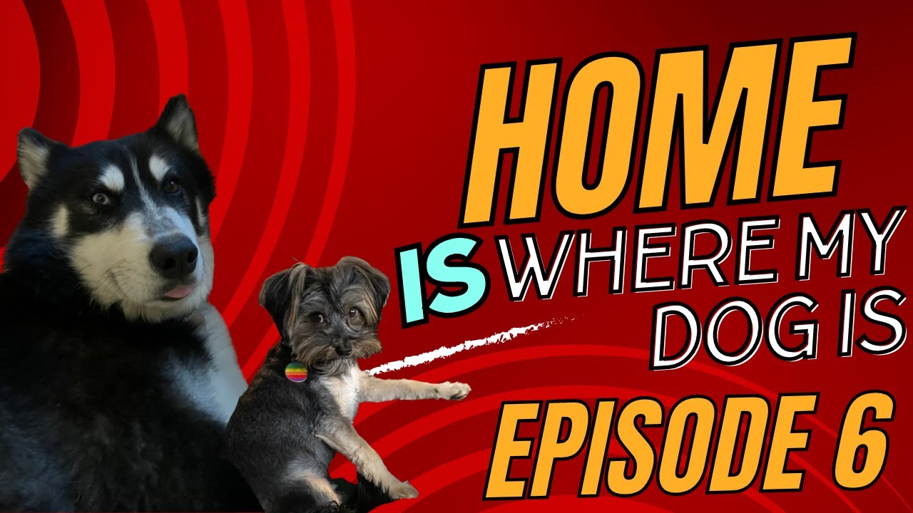 Home is Where My Dog Is. Episode 6: Dog Beds Galore