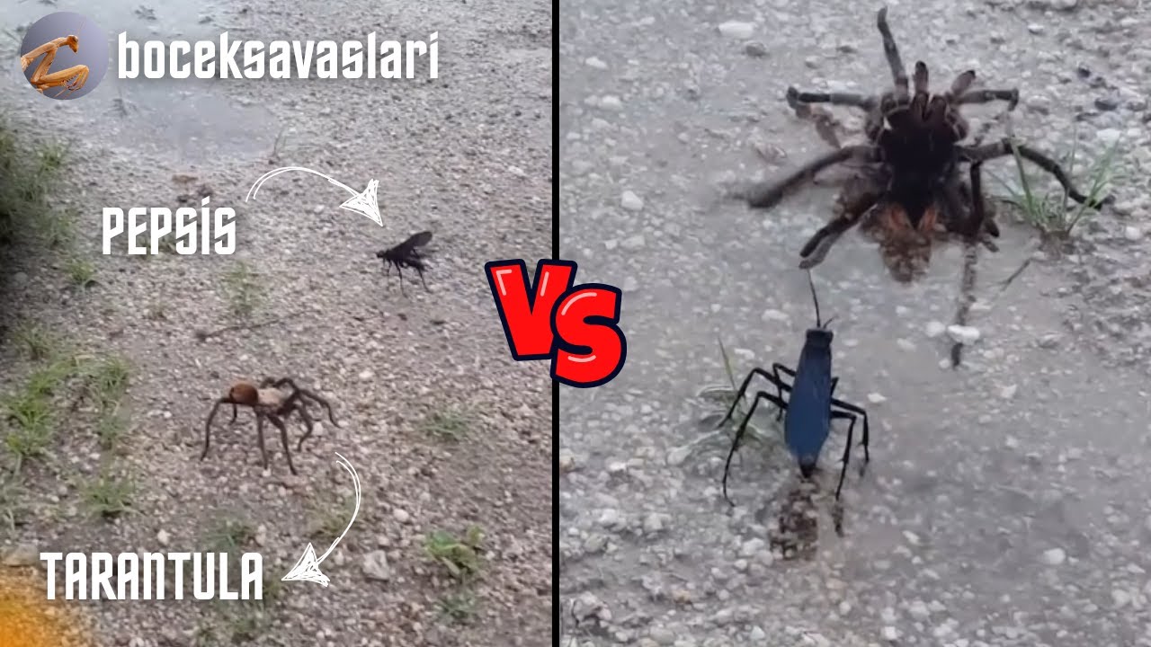 PEPSİS VS TARANTULA