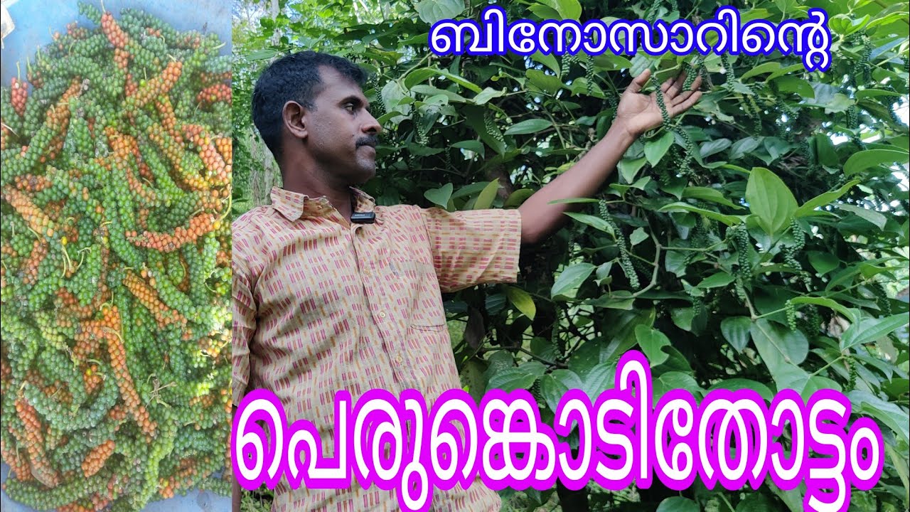 Pepper perumkody Bino Sir#agriculture#antony muniyara VIogs