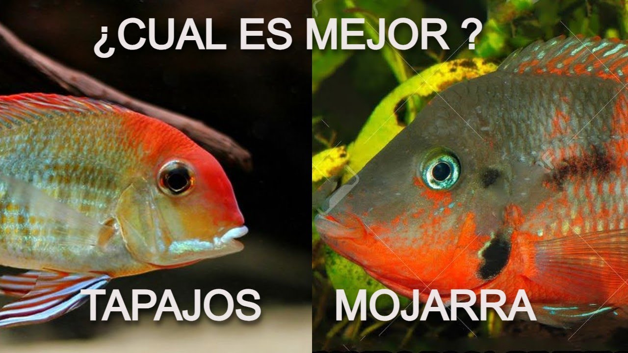 Ciclido Tapajos Vs Ciclido boca de fuego ¿Cuál es Mejor?
