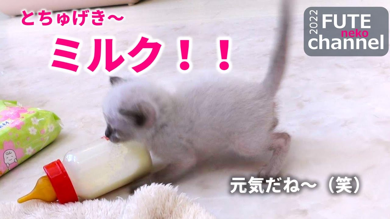 ミルクの哺乳瓶に突進していく子猫｜ピー＆タマ⑥【保護猫】
