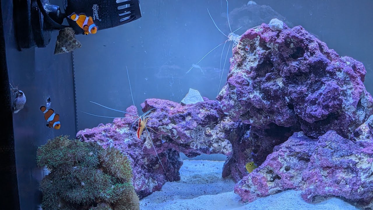 Fluval Sea Aquarium Shocked by Shrimps Exo Skeleton Remains #saltwateraquarium #fishkeeping