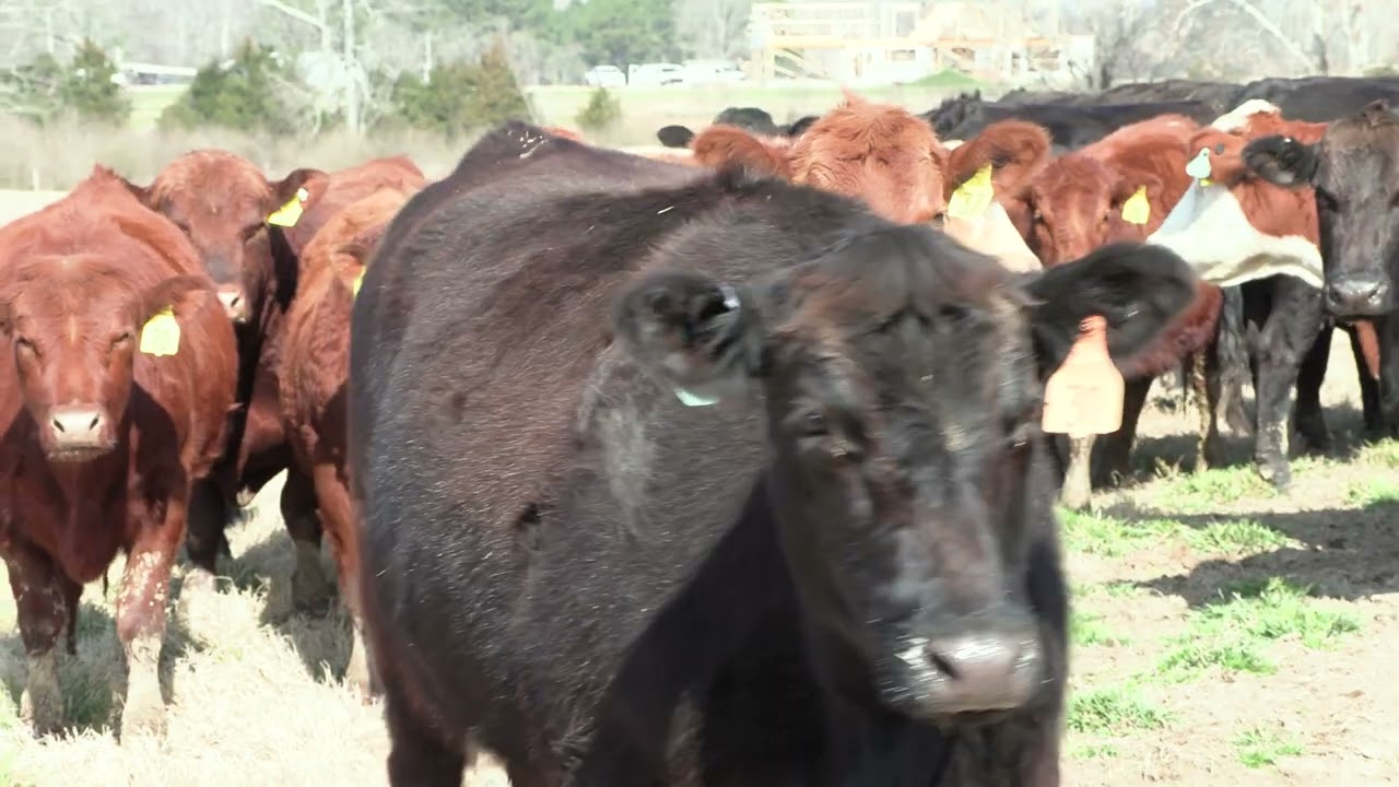Beef Making Bank, For Now