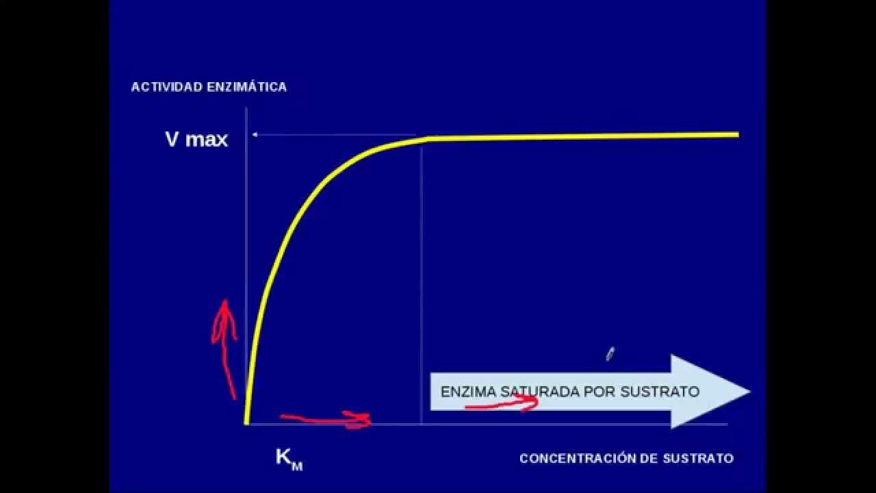 Enzimas: KM y Vmax